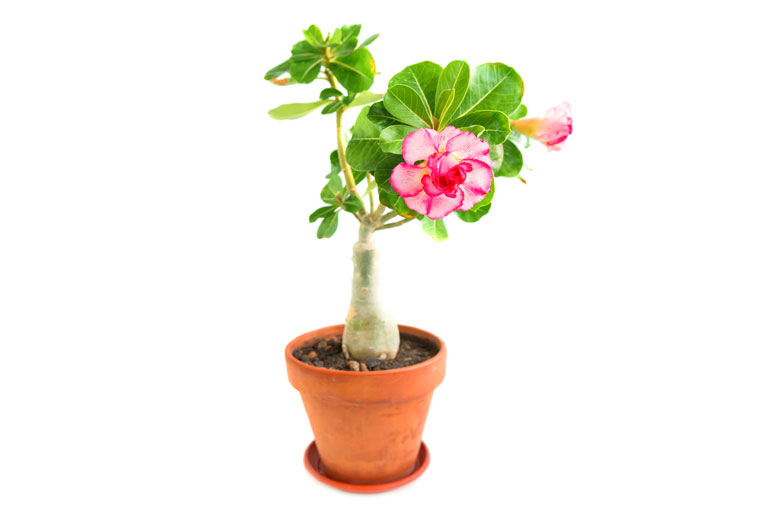 Adenium atau Kamboja Jepang, tanaman yang memiliki bunga yang indah dan pohon yang unik.